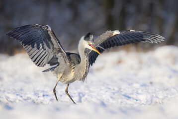 Gray heron bird ( Ardea cinerea )