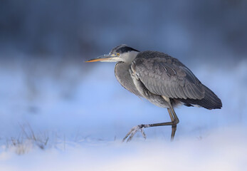 Gray heron bird ( Ardea cinerea )
