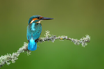 European Kingfisher ( Alcedo atthis ) close up