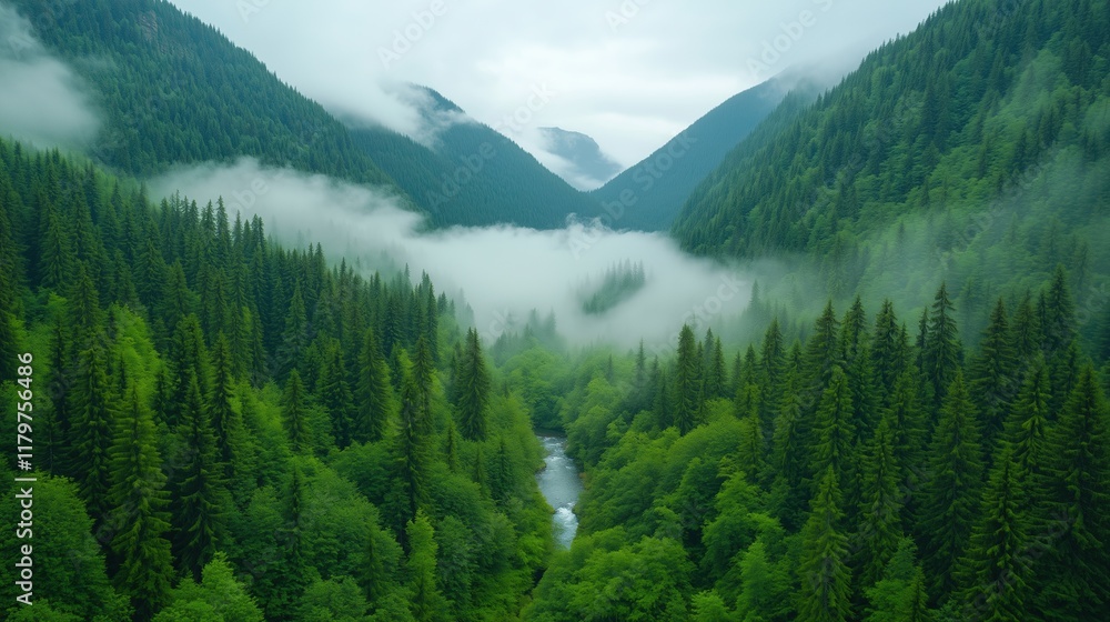 Poster fog over lush forest in mountain valley with river and pine trees on cloudy day creating serene natu