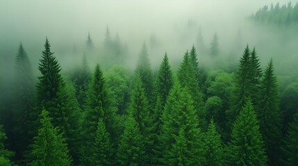 Fototapeta premium Misty Morning in Mountain Valley with Fog Over Lush Green Forest and Pine Trees Creating Serene Atmosphere and Peaceful Natural Beauty for Landscape Photography and Wall Art Inspiration