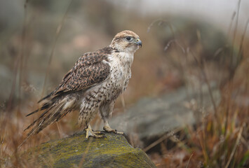Saker falcon ( falco cherrug ) close up