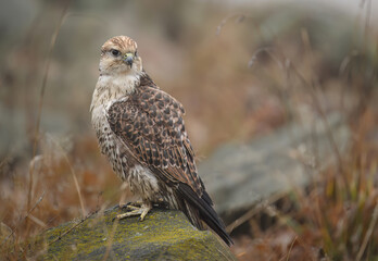 Saker falcon ( falco cherrug ) close up