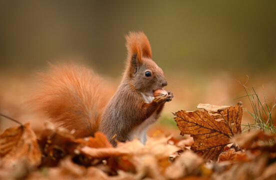 Red squirrel ( Sciurus vulgaris ) close up