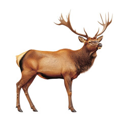 Fototapeta premium Majestic Elk Standing Proudly in Natural Habitat Showcasing Its Imposing Antlers and Graceful Form