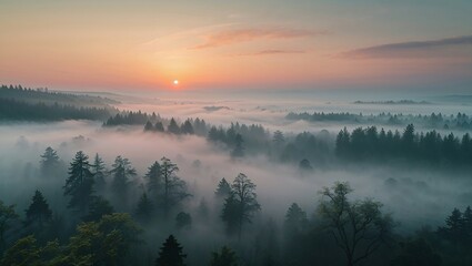 Fototapeta premium Misty Sunrise over the Forest 