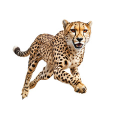 Fototapeta premium Close-Up of a Cheetah Running with Grace and Speed in a Natural Environment