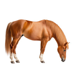 Beautiful chestnut horse standing gracefully with a shiny coat and elegant posture in a neutral studio background