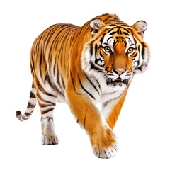 Fototapeta premium Majestic Tiger Walking Gracefully Through the Wilderness with Striking Fur Patterns and Intense Gaze