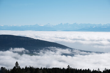 View of Alps with cloud inversion, from Jura mountain and foreground pine tree silhouette