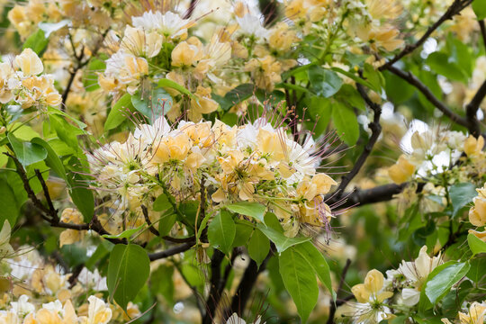 Beautiful Sacred Garlic Pear (crateva religiosa) flowers.