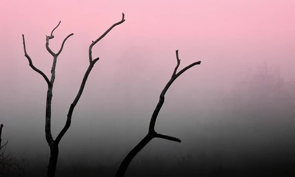 bare tree in the fog - AI