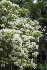 Beautiful Chinese fringetree flowers.	