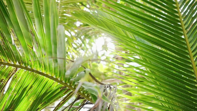 palm leaves swaying on the wind.  shot with l green nature coconut palm tree
