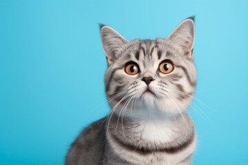 Obraz premium Portrait of a cute american shorthair cat in front of pastel blue background