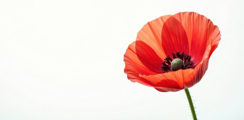 Obraz premium Single, intensely colored poppy against pure white, photography, botanical