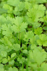 closeup the bunch ripe green coriander plants with leaves growing in the farm field soft focus natural green brown background.