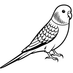 Budgerigar vector silhouette on white background