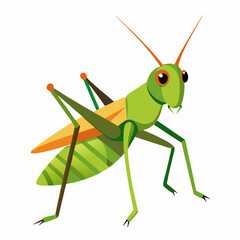 green grasshopper isolated on white background