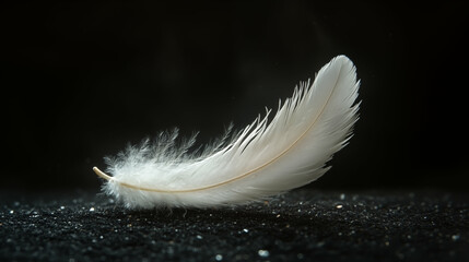 White feather resting on dark surface creating ethereal still life