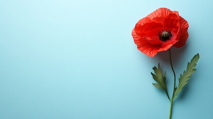 Vibrant red poppy flower resting against a blue background with green leaves