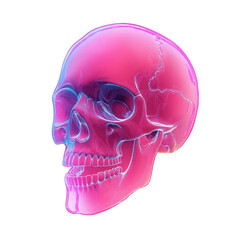 Human skull neon icon isolated on a white background, glowing in stark simplicity. PNG transparent background.