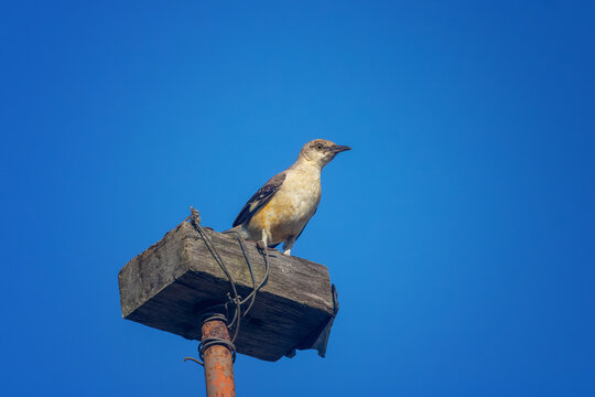 Cenzontle Posado en una Plataforma de Madera bajo un Cielo Azul