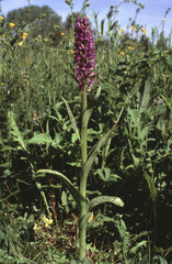 Dactylorhiza majalis or broad-leaved marsh orchid one single plant surrounded by meadow