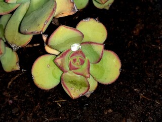 Piccola pianta grassa in primo piano, con goccia di rugiada.