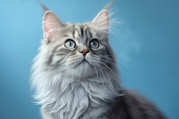 Portrait of a cute british longhair cat isolated in soft blue background