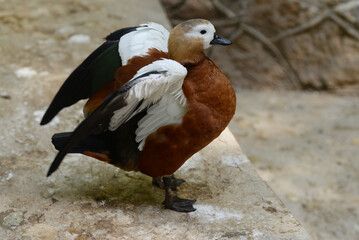 Ruddy Shelduck, Tadorna ferruginea orange-brown body duck
