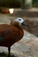 Ruddy Shelduck, Tadorna ferruginea orange-brown body duck