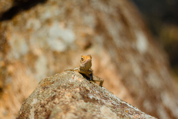 lizard on the rock