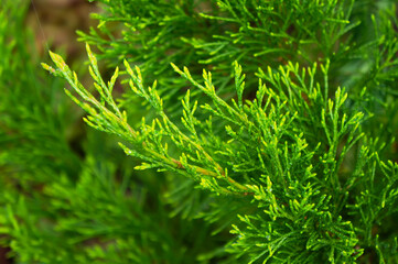 Green Growing Branch of Evergreen Conifer Tree Thuja Arborvitae. 