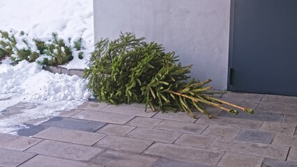 Unwanted Coniferous Christmas Tree Dumped Outdoors after Christmas Season for Garbage Collection by City Cleaning Municipal Service