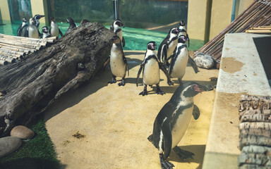 Penguins wait to be fed at the zoo.