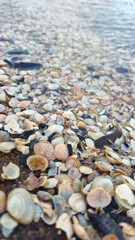 Close-Up of Seashells on a Wet Sandy Shore