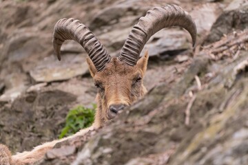 A closeup  portrait of a West Caucasian tur (Capra Caucasica)