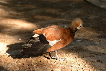 Ruddy Shelduck, Tadorna ferruginea orange-brown body duck
