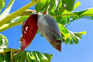 The flower of the banana tree from which small green bananas will grow. Selective focus on banana tree flower.