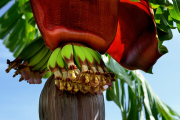 The flower of the banana tree from which small green bananas will grow. Selective focus on banana tree flower.