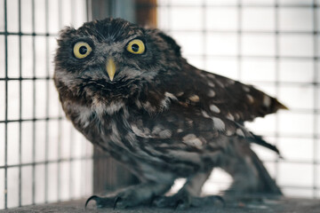 Close-up of an owl with intense yellow eyes inside a cage