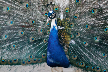 A vibrant peacock displaying its colorful and intricate feather pattern