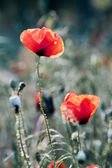 Naklejka premium Close-up of red poppies glowing under soft, natural sunlight outdoors
