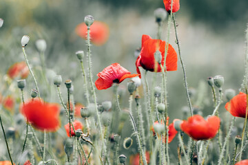Close-up of vibrant red poppy flowers and buds against a blurred background