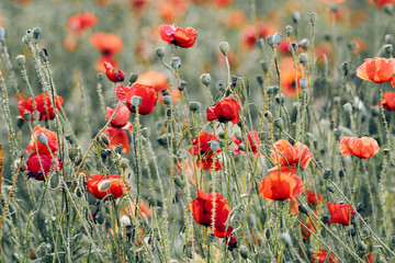 Obraz premium Field of vibrant red poppies under natural sunlight, summer setting