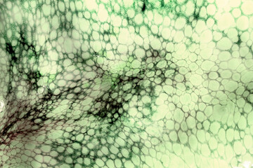 The texture of the wet skin of a large octopus. Bright abstract background.