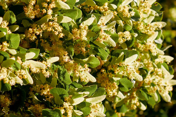 Linden tree branches covered in lush green leaves and blossoms