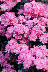 Cluster of vibrant pink roses with lush green foliage, showcasing natural beauty