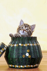 Européen brown tabby /chaton